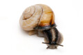 Caucasotachea calligera Megri, Armenia, adult, import, 32mm